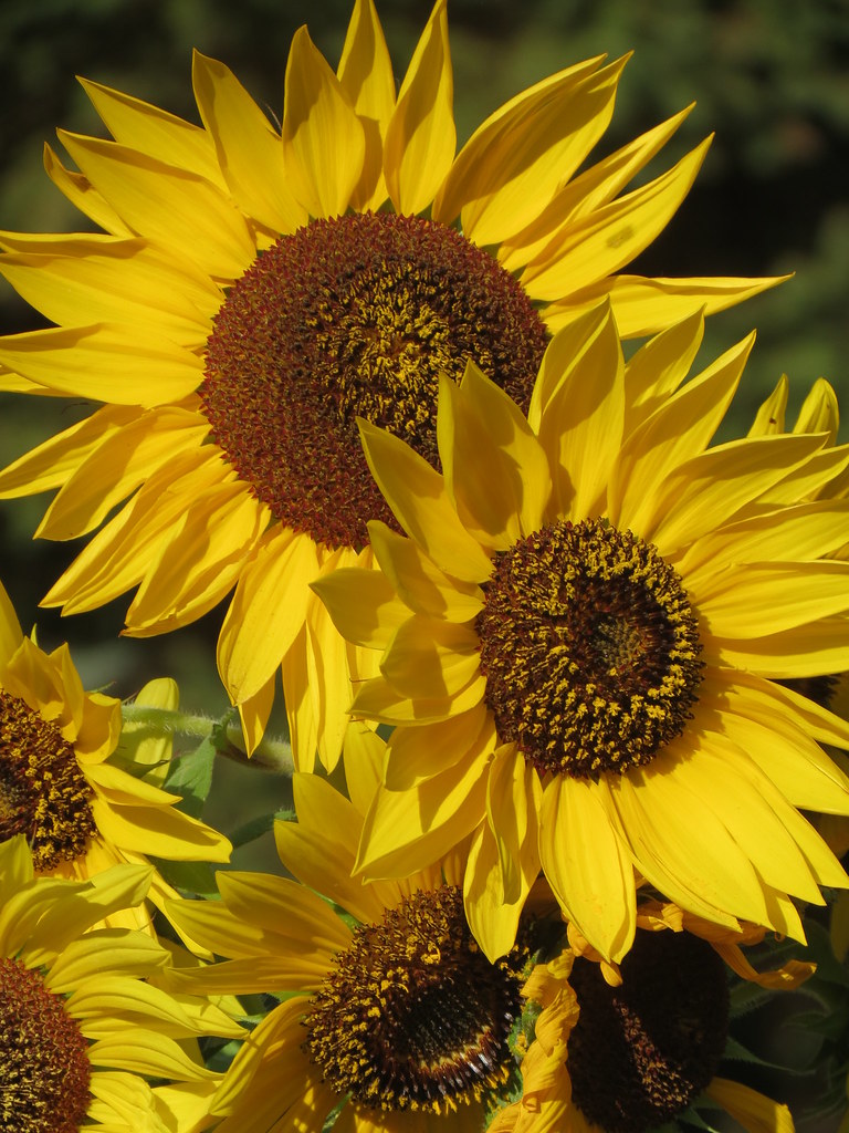 Garden Sunflowers Upstate New York Glenn Harris Flickr
