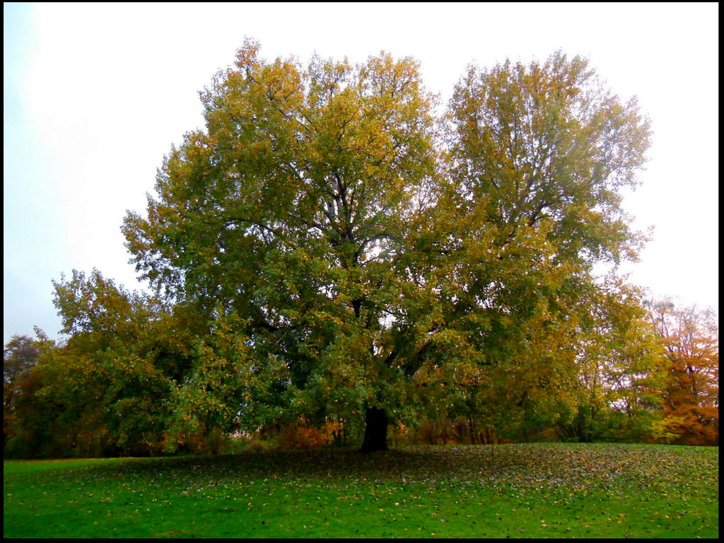 All about trees Alles über Bäume Flickr