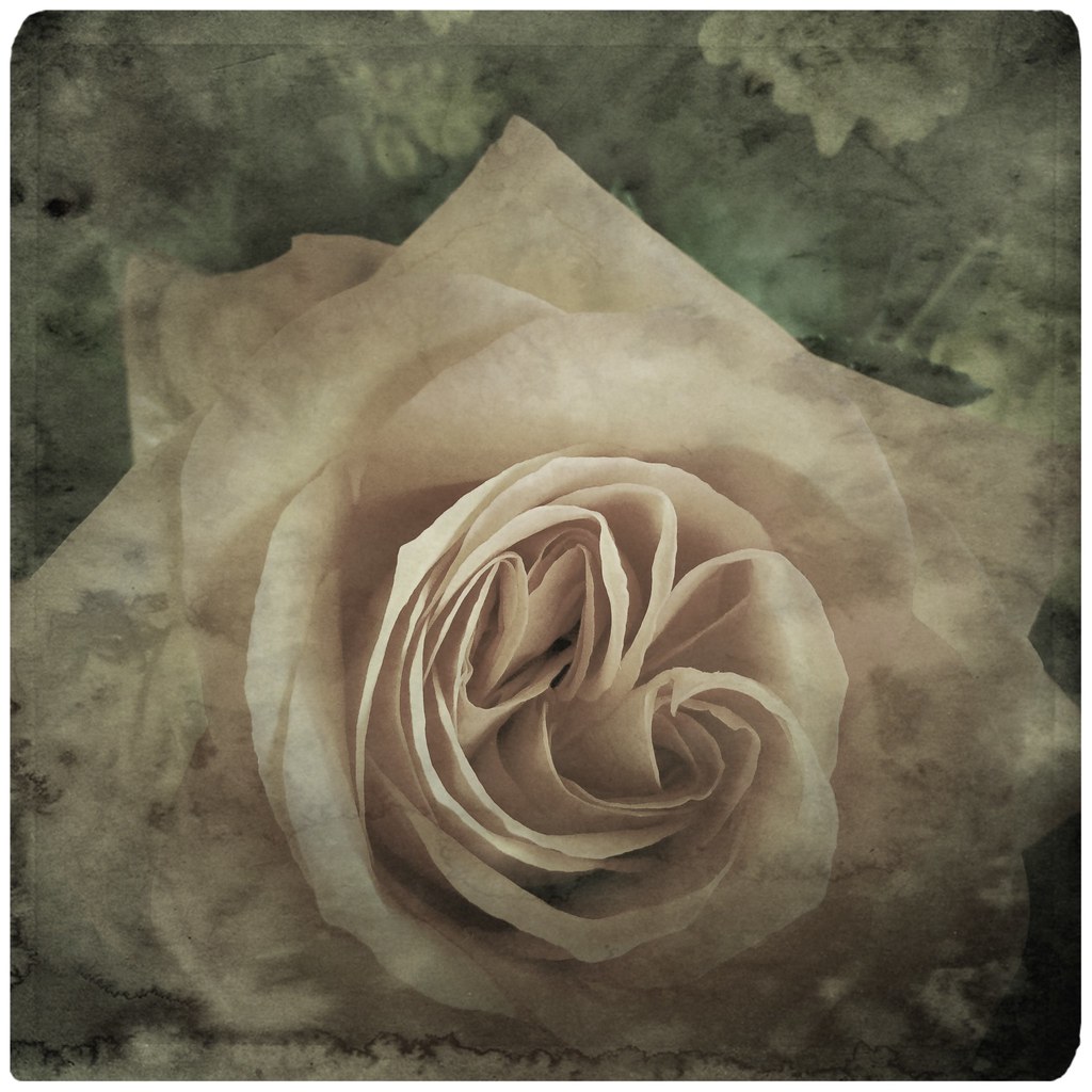 Rose is a rose is a rose is a rose. .. Gertrude Stein Flickr
