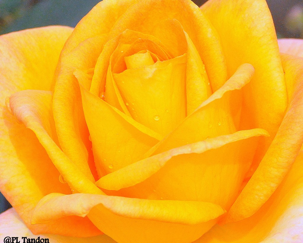 Deep yellow Rose Picture was taken at Zakir Rose Garden, C… Flickr