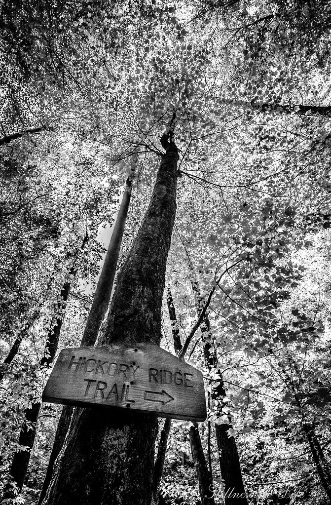 Hickory Ridge Trail A bright, sunny morning in b… Flickr