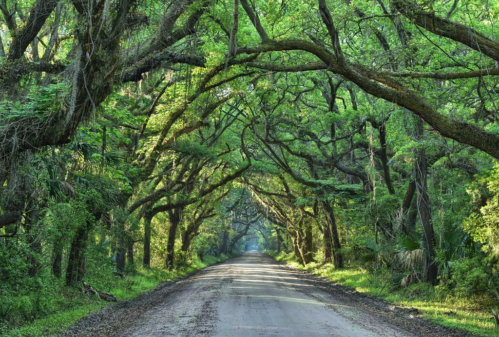 Tunnel Botany Bay Road, Edisto Island, South Carolina, USA… Flickr