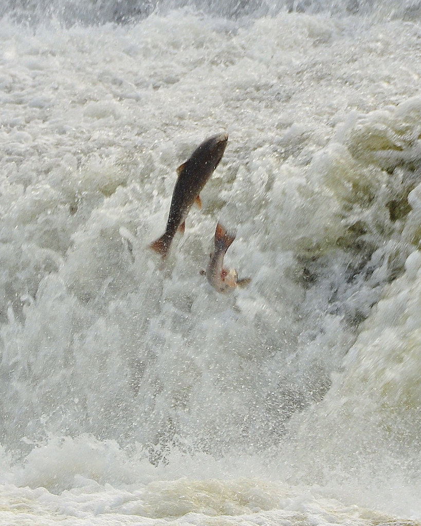 Salmon River Clyde Blantyre Weir James Brown Flickr