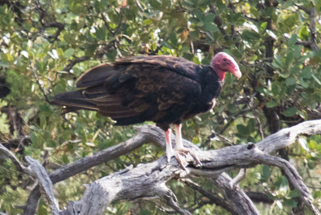 Turkey Vulture Cochise County, Arizona, US BJ Stacey Flickr