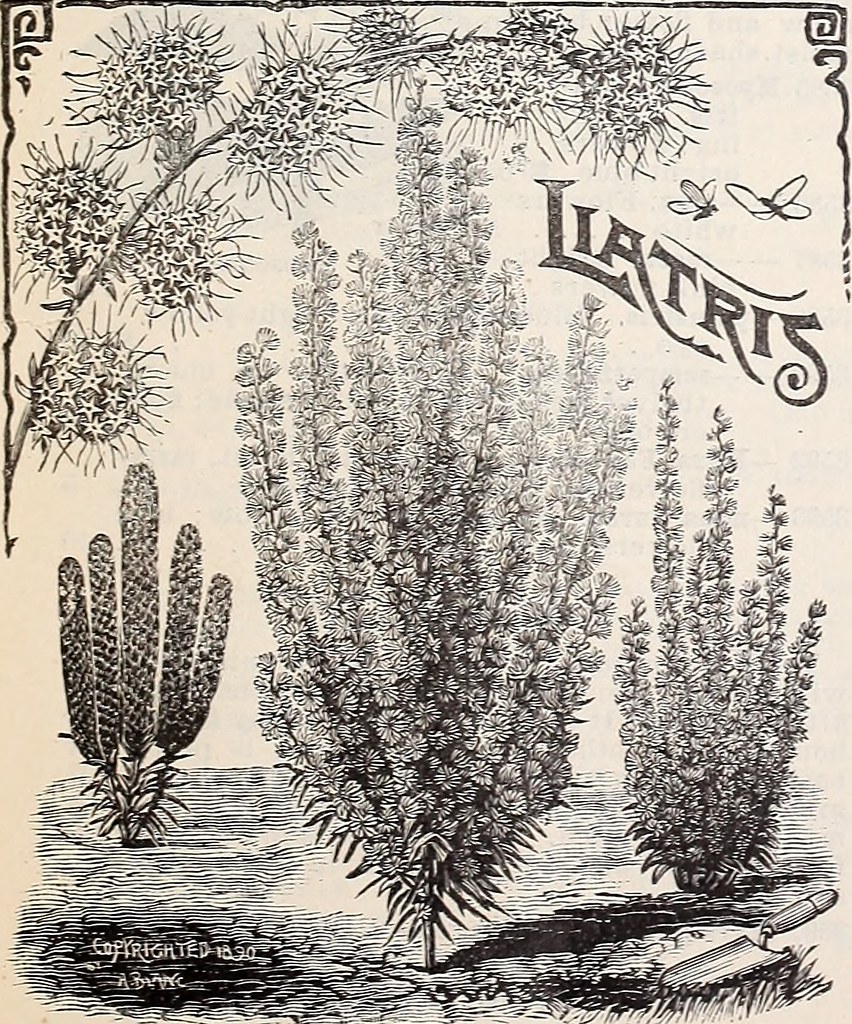 Image from page 22 of "Ely's catalogue of flower seeds" (1… Flickr