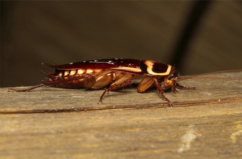 americana ♂ (Cockroach South Africa) Flickr
