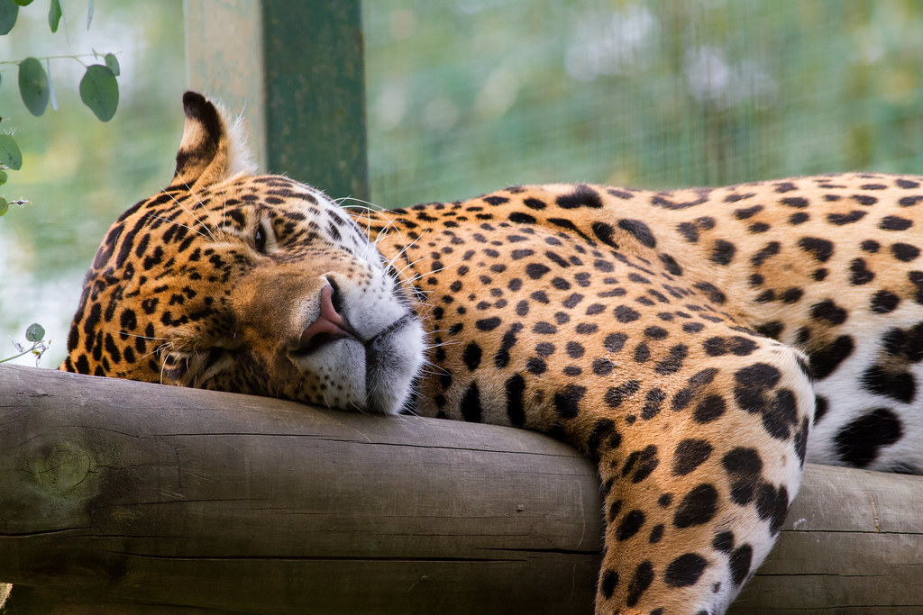 Jaguar Sleeping Jaguar Robert Campbell Flickr