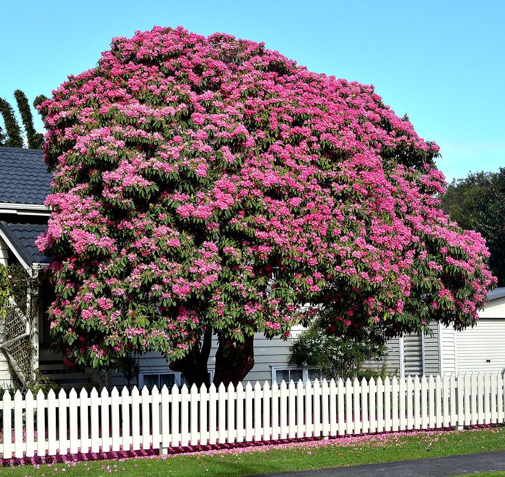 Rhododendron,Spring Time New Lynn,West Auckland.New Zealan… Flickr