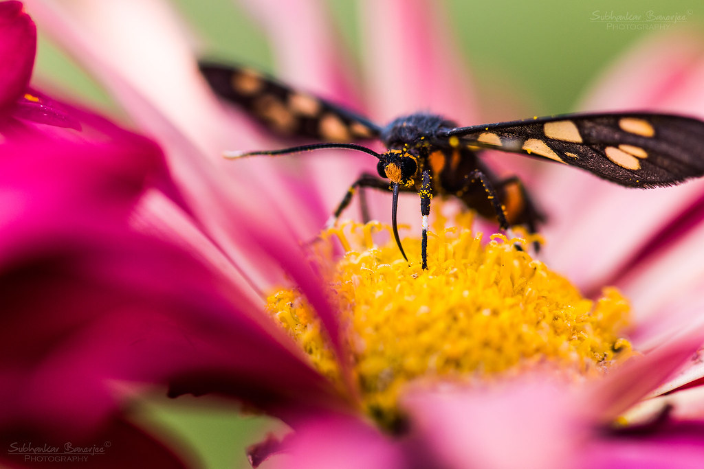 Flowers... are a proud assertion that a ray of beauty outv… Flickr