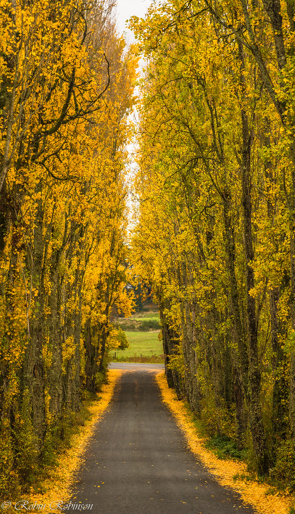 Helgesen's lombard drive in Metchosin, Robin Robinson Flickr