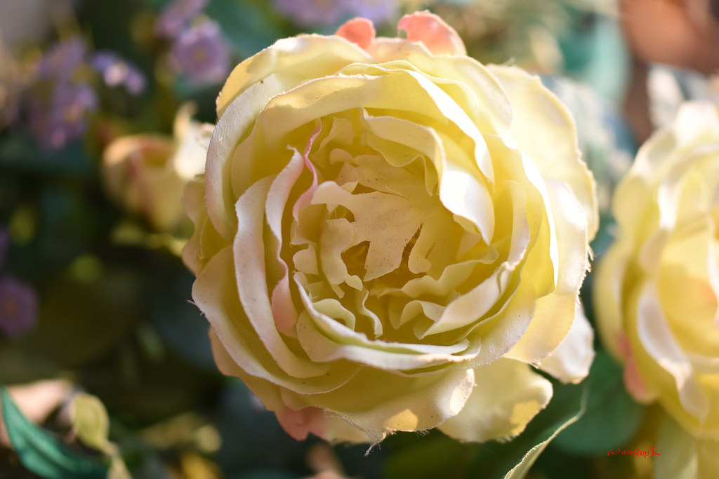 Yellow silk rose Joop_K Flickr