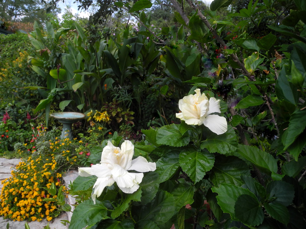 I love the 'Elephant Ear' hibiscus This beautiful white tr… Flickr