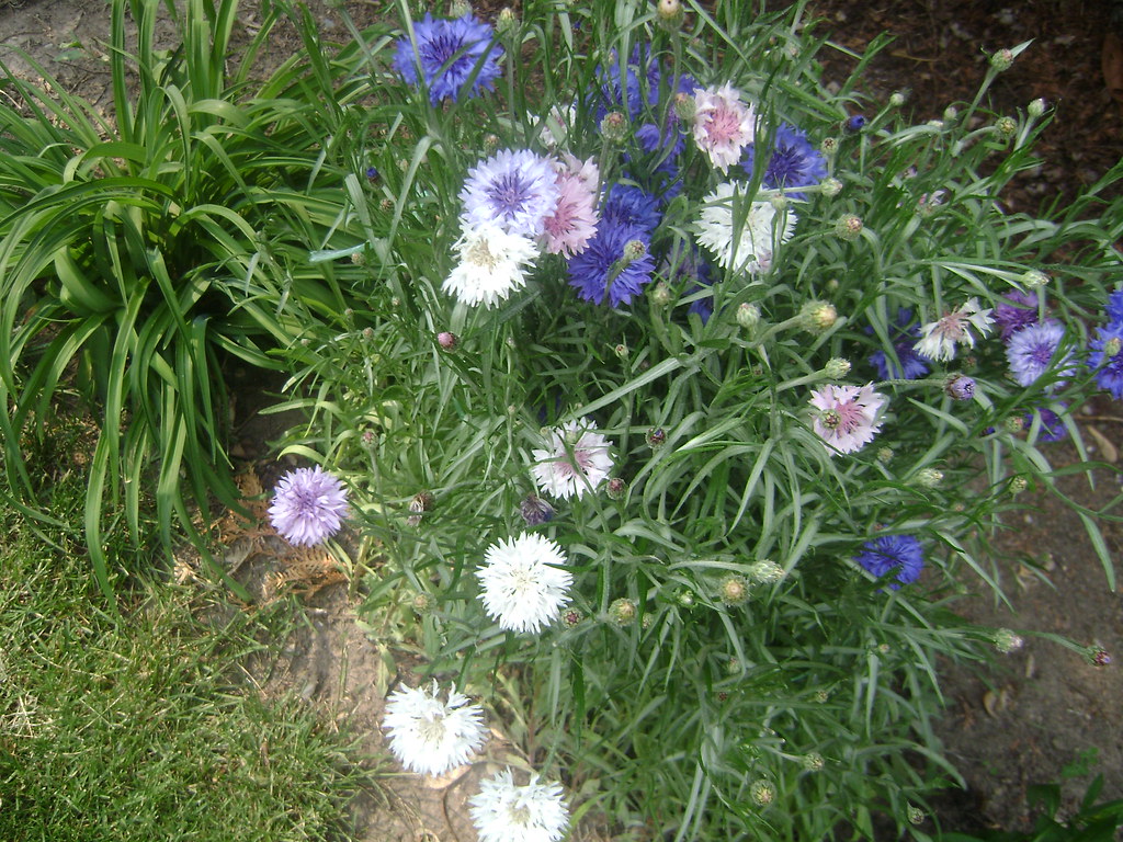 Our cornflower near the Evergreen2015 Sukrit Das Flickr