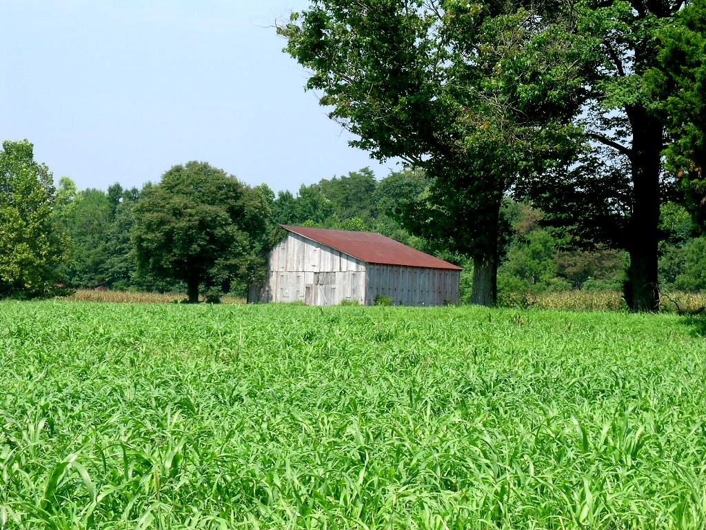 Tobacco Barn, Mackall Road An image of a tobacco barn in C… Flickr