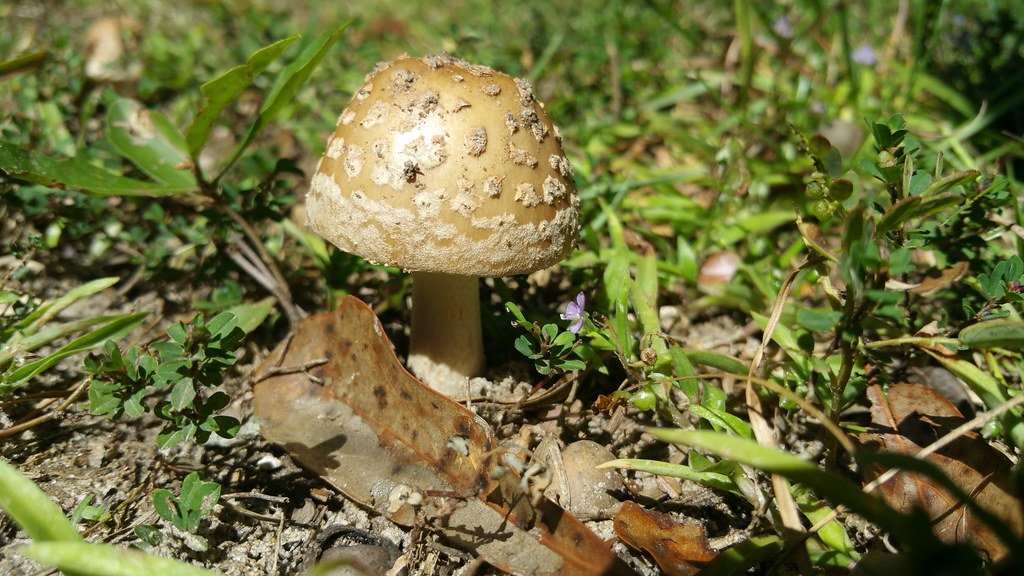 20151011_132025 Mushrooms of Forest Hill, Mobile Alabama mobile