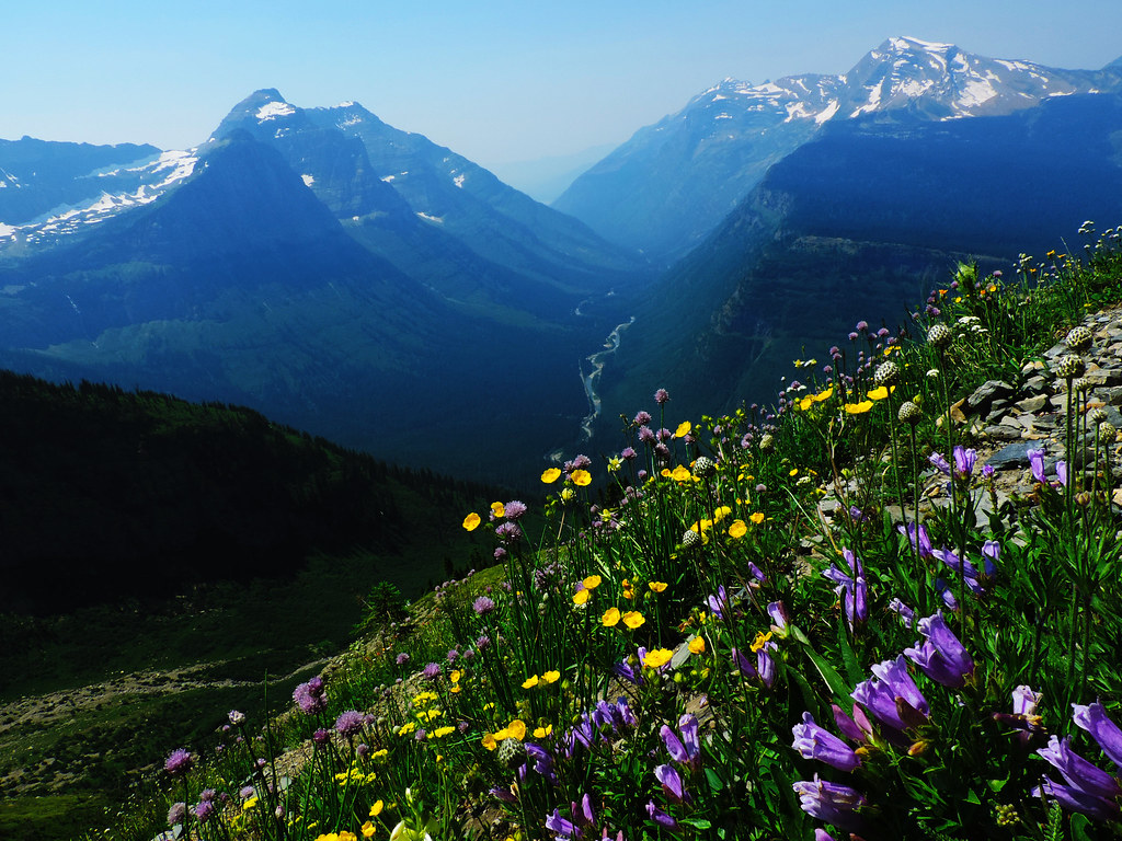 Wildflower Bloom In Glacier National Park, Montana Our Wanders