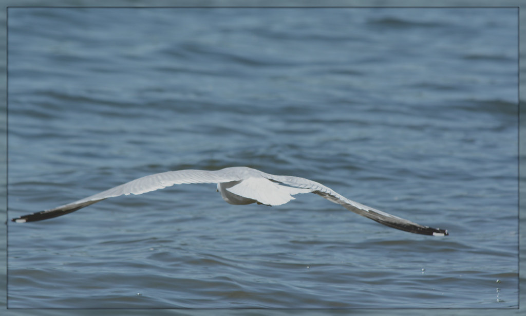 Wings Over Water ^^^ VI. What I kinda liked about th… Flickr