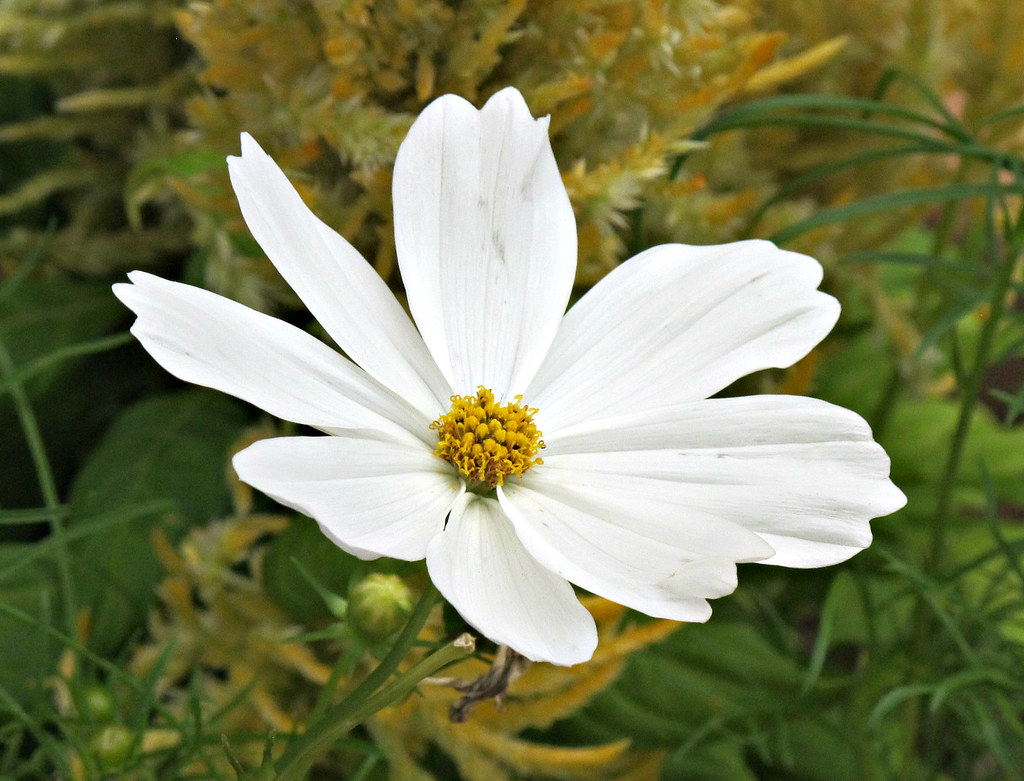 Cosmos, Kentlands Photowalk IMG_5048 Kentlands Photowalk, … Flickr