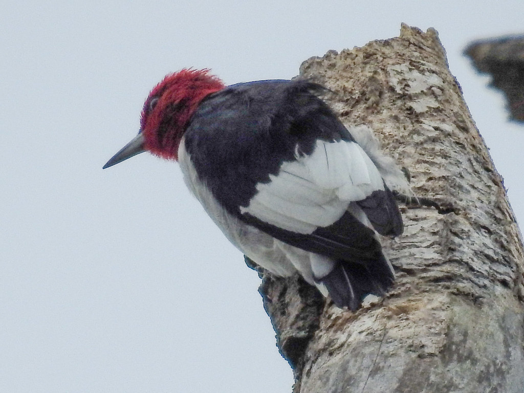 Redheaded woodpecker McKinley Woods, Channahon, WIll Co Elizabeth