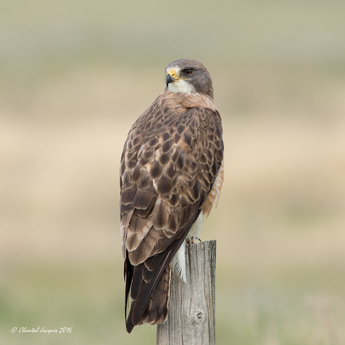 Swainson's Hawk Drive by Sakskatchewan If you drive by i… Flickr