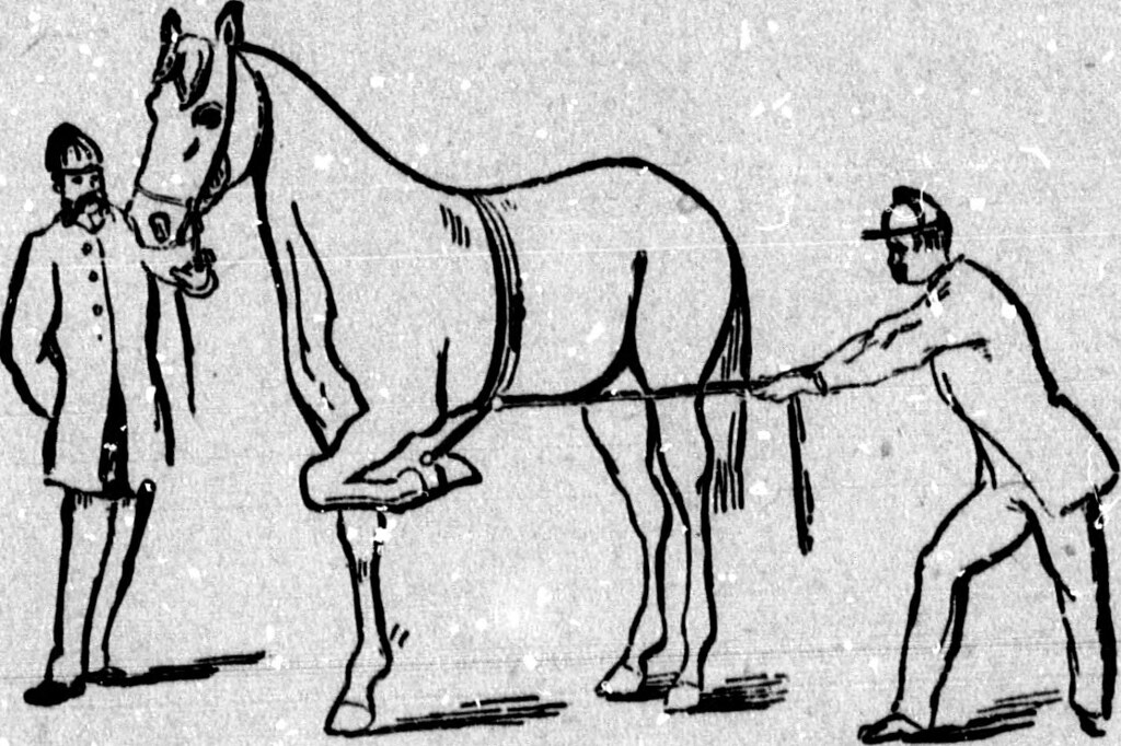 Image from page 319 of "Gleason's veterinary handbook and… Flickr