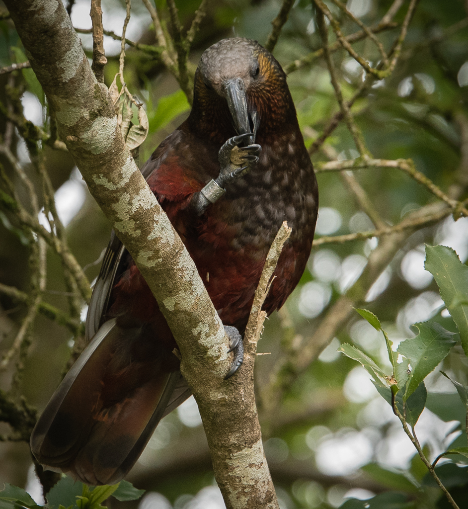 Zealandia Visit Kaka Tori Flickr