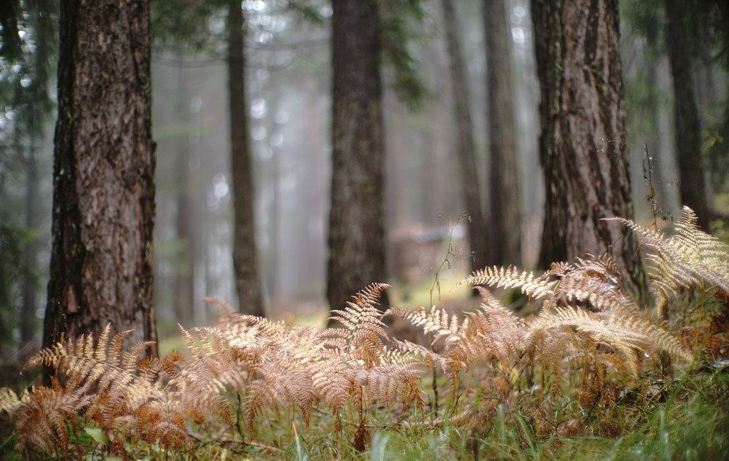 cemetery of the golden ferns good luck. EveryOne. the Cano… Flickr