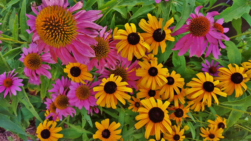 Coneflowers & Black Eyed Susans 2016 This is a picture of … Flickr