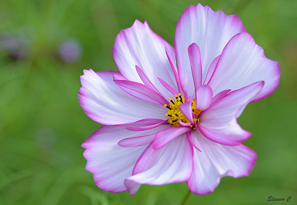 Thursday`s Flower Cosmos in Bushey Rose Garden. Still lots… Flickr