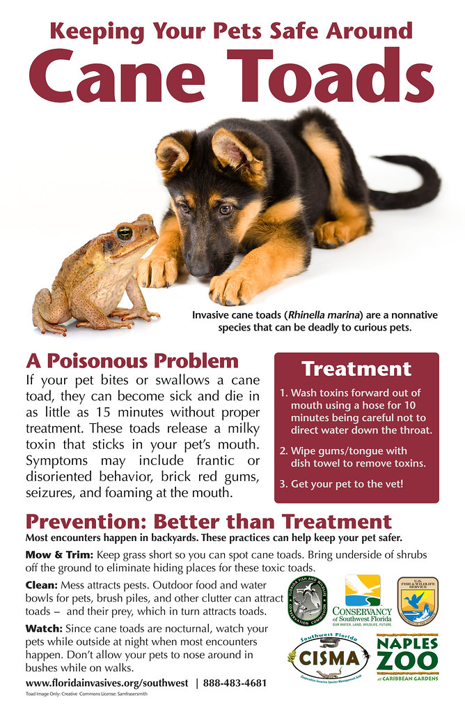 Flickriver Photoset 'Cane Toads Nonnative' by MyFWC Florida Fish and