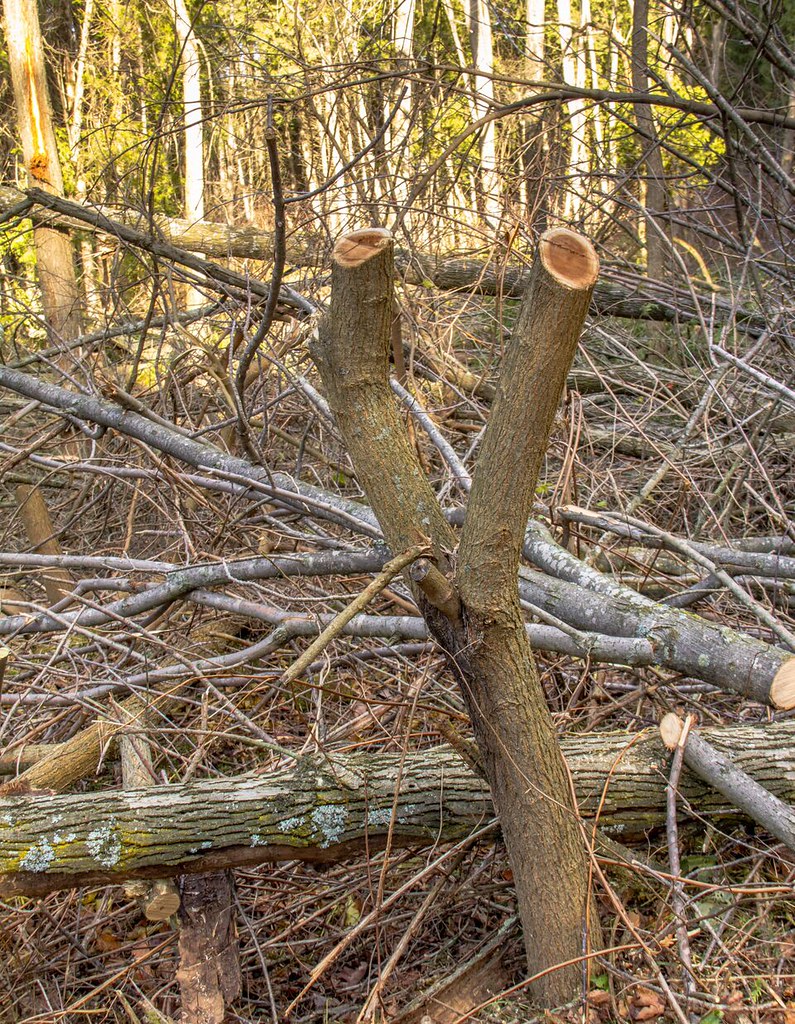 cut dead ash trees on Sawmill The professional foresters c… Flickr