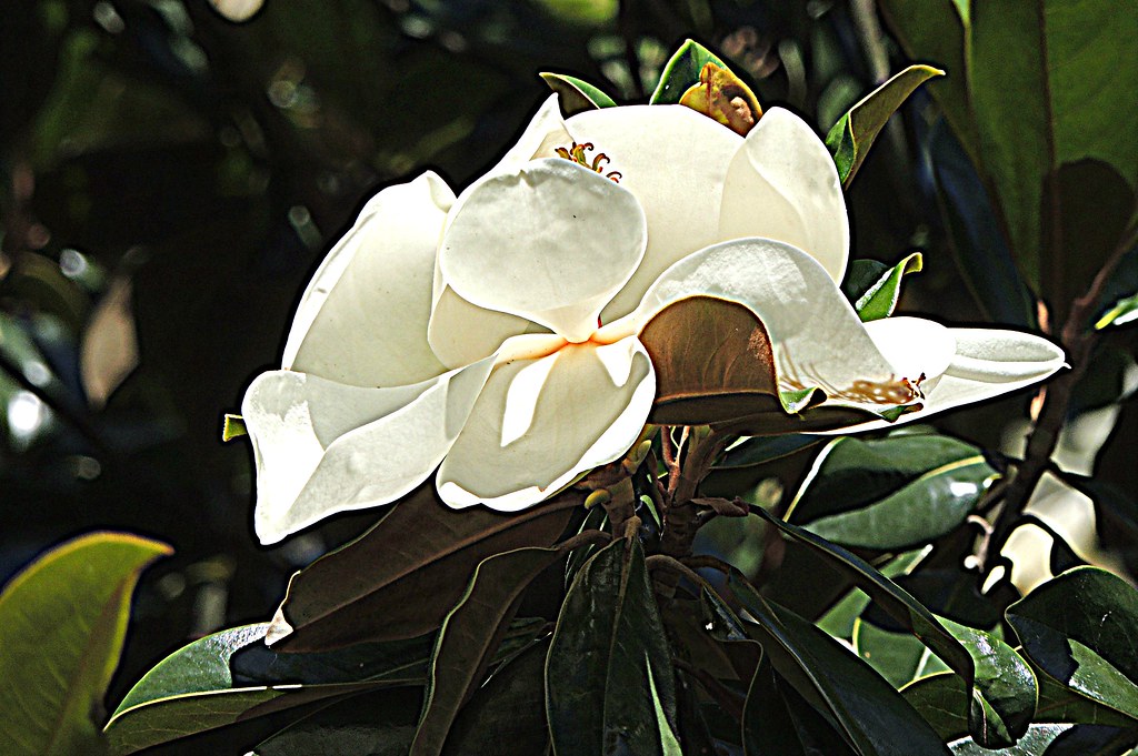 white the Magnolias are in flower. Such lovely flowers and… Flickr