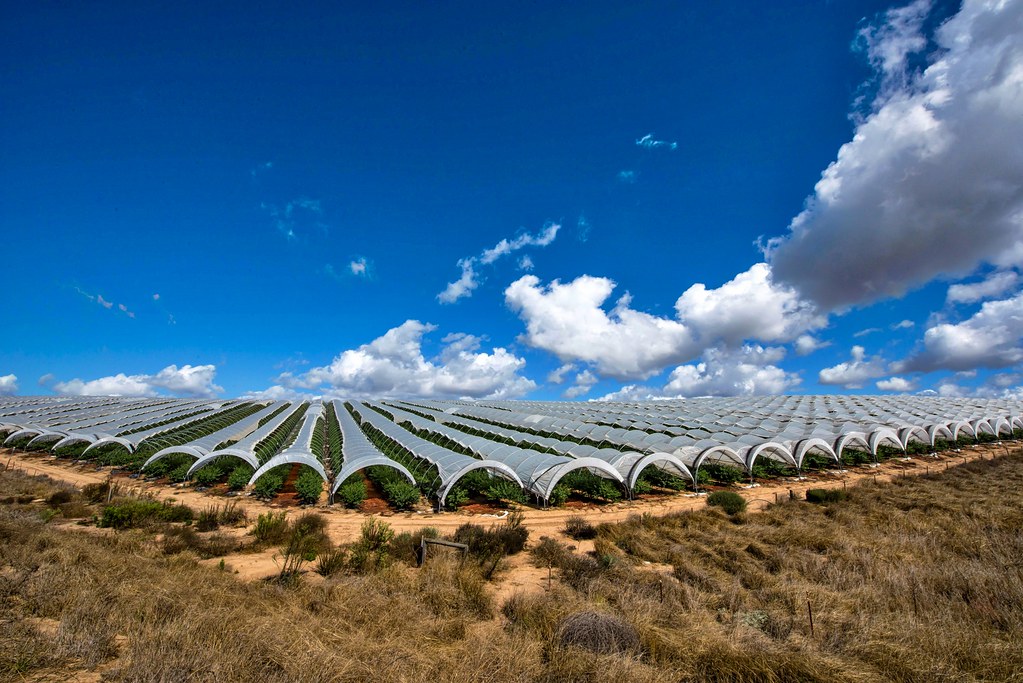 Near Santa Maria, California The new K.O.the Foto Flickr