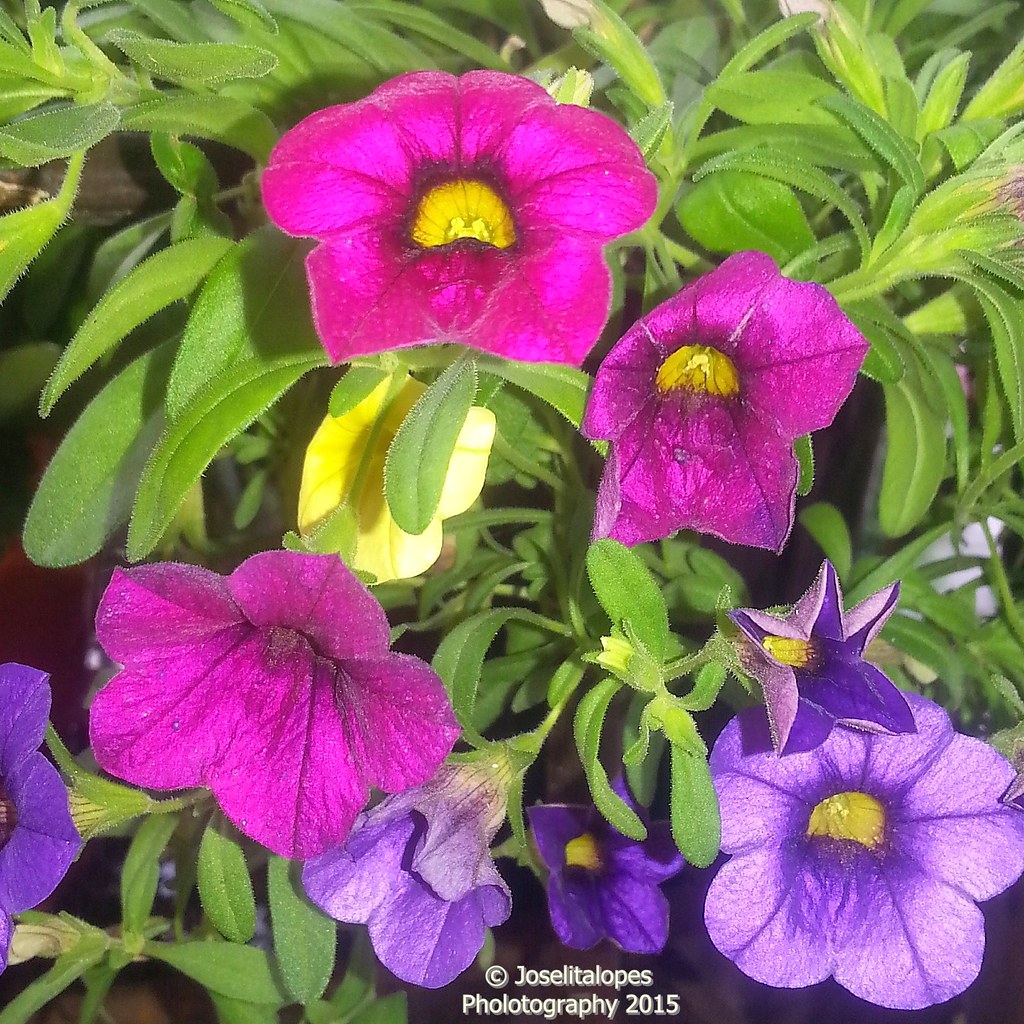 Pertunia Spp flowers, mini petunie, Petunias Flores mini p