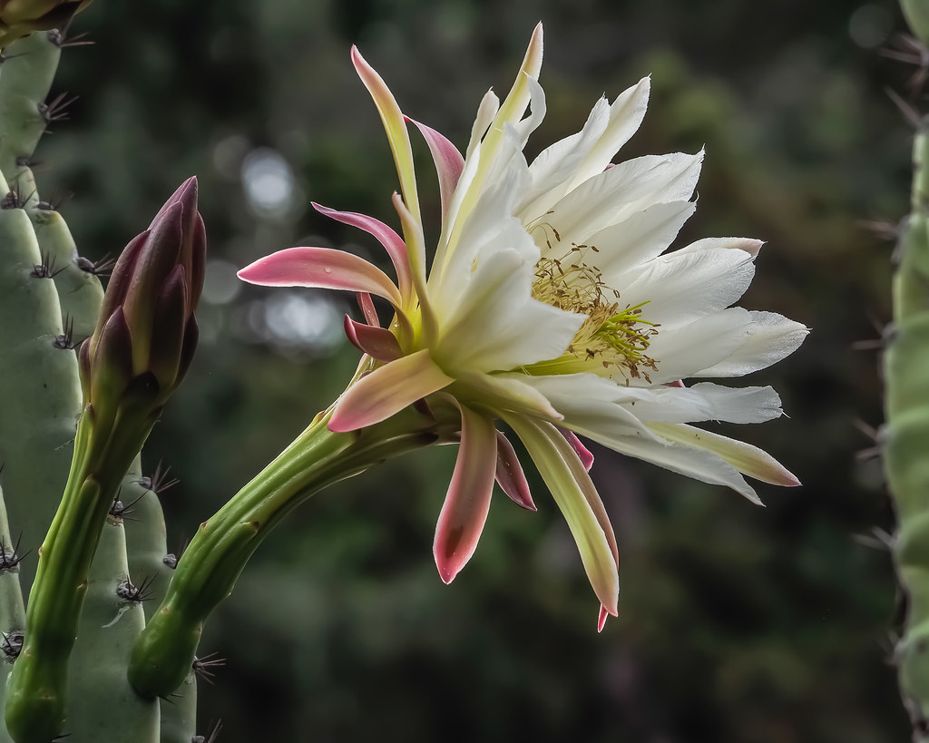 Nightflowering Cactus Seen at the Los Angeles County Arbo… Flickr
