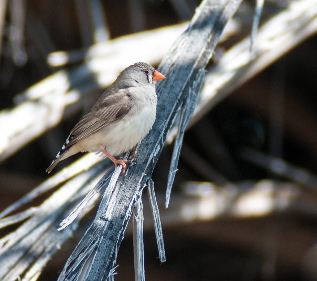 Female Zebra finch, Coward Springs Warren Hicks Flickr