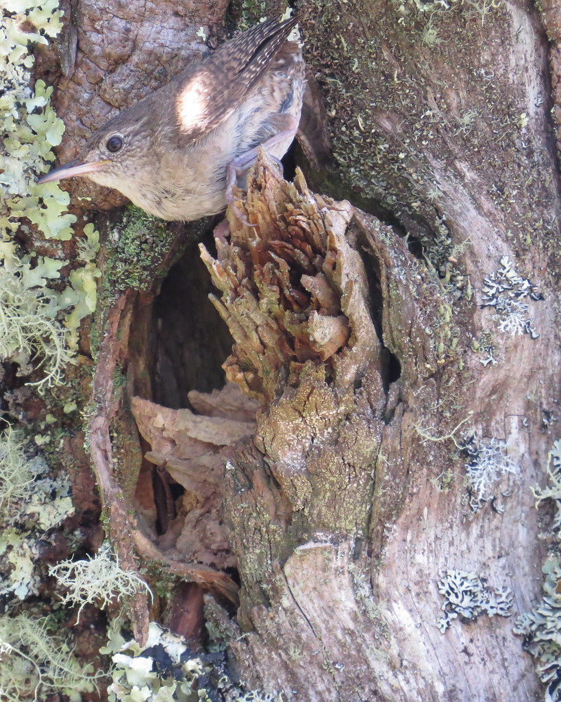 IMG_2425 House Wren at nest hole feeding chicks Mt Mitch… Flickr