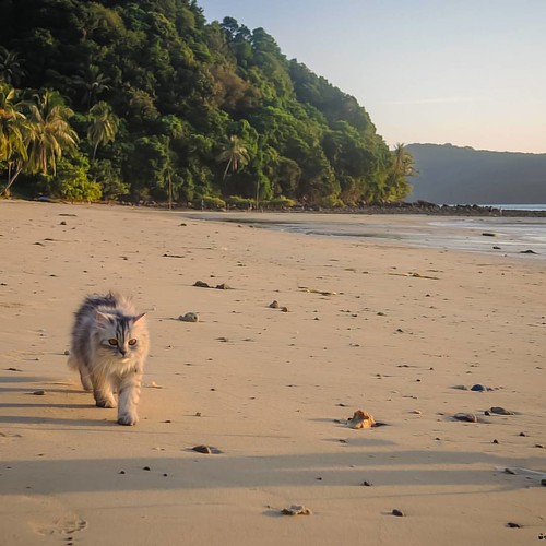 Jasmine cat บ้านแมวหนวด แมว cats chill holiday sea … Flickr