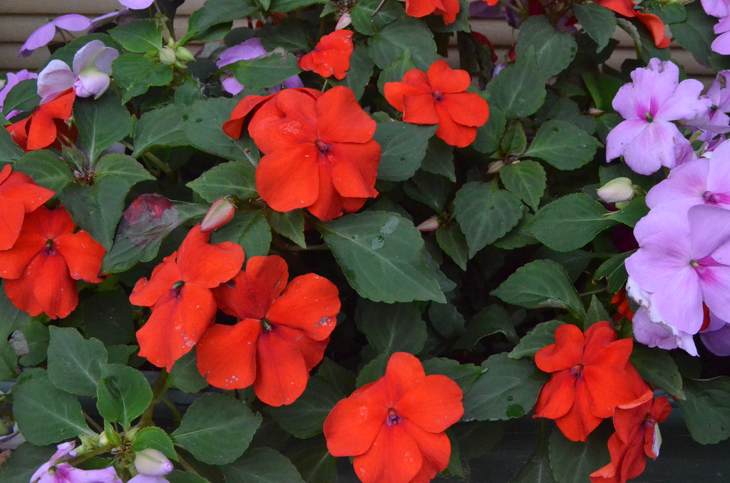 Busy Lizzie Buzy Lizzie flowers in one of our window boxes