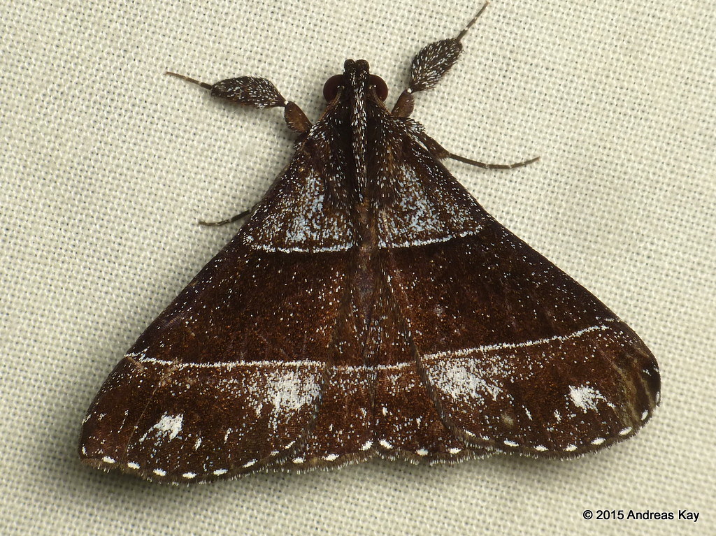 Litter moth, Rejectaria atrax, Herminiinae, Erebidae Flickr