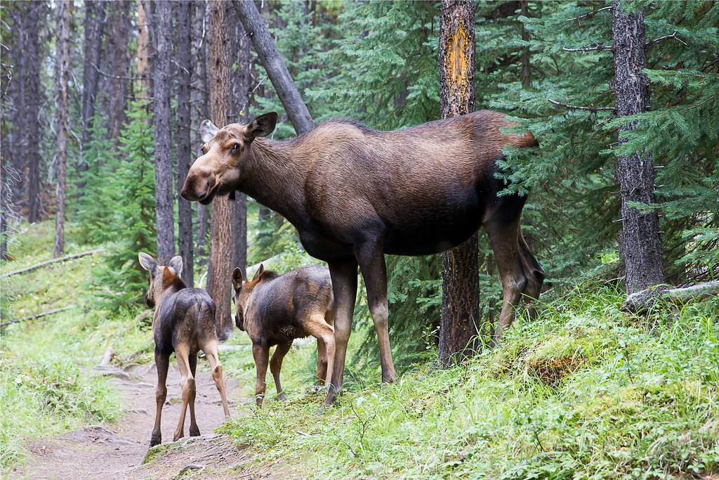 Moose Family