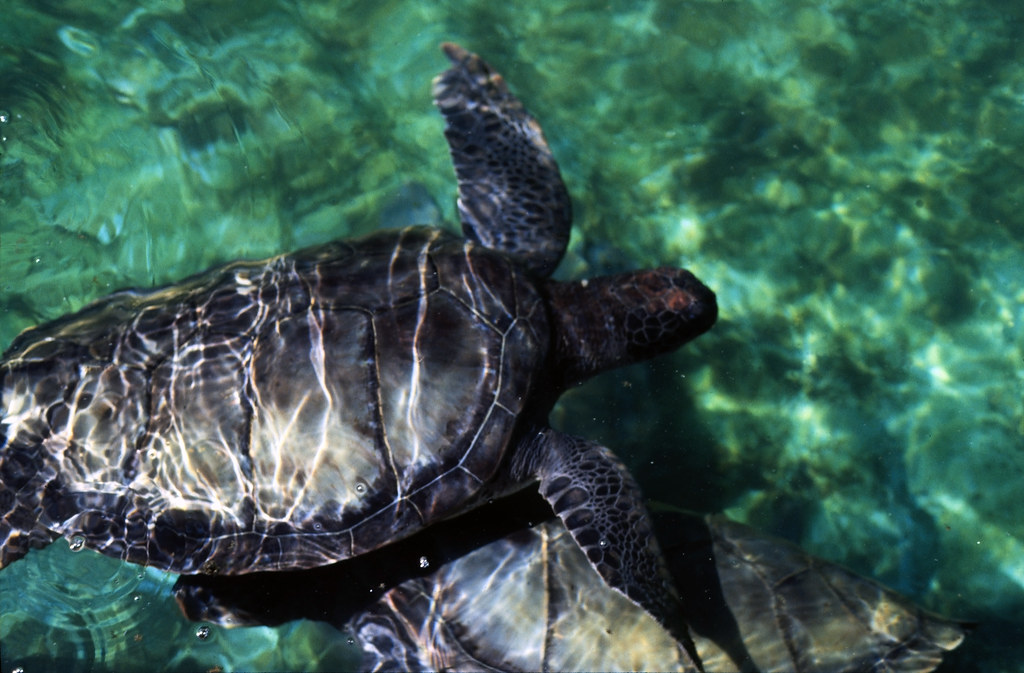 Bahamas 1988 (143) New Providence Coral World, Nassau Flickr