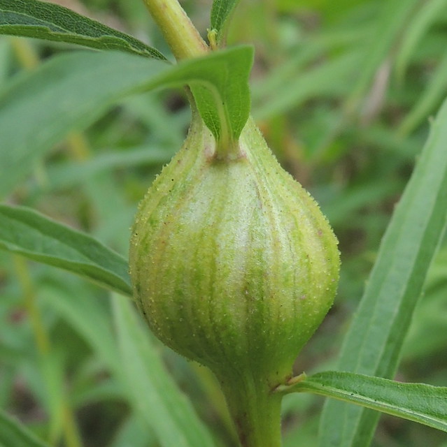 Goldenrod gall Harboring a Goldenrod Gall Fly, Eurosta sol… Flickr