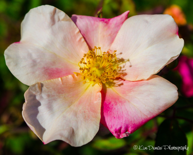 Victoria Flower Fun 2015 Flickr