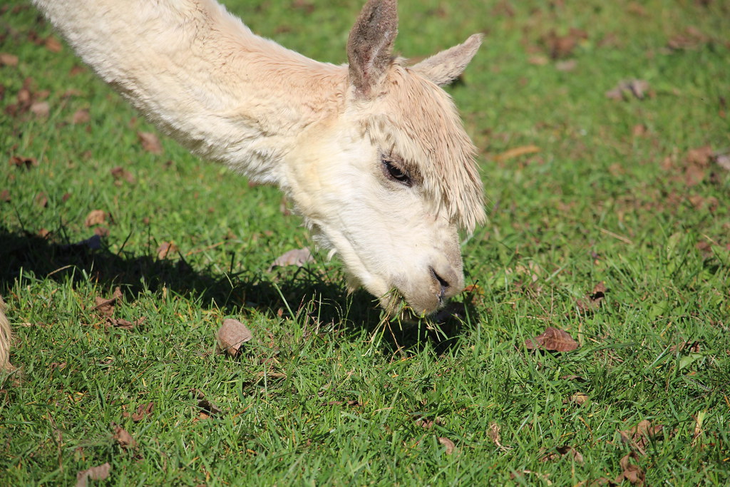 Waldron Grove Alpaca Farm Days j.miner Flickr