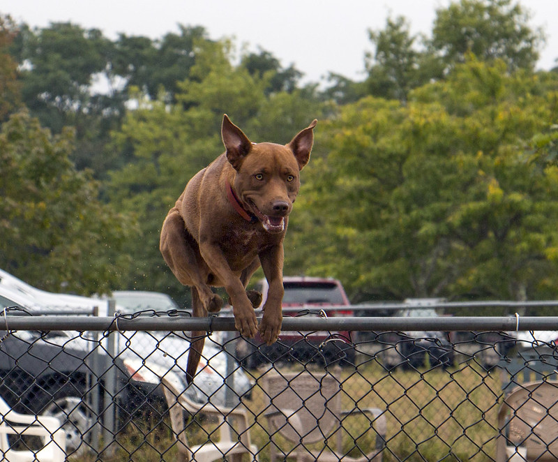 Warwick City Dog Park XVII Flickr