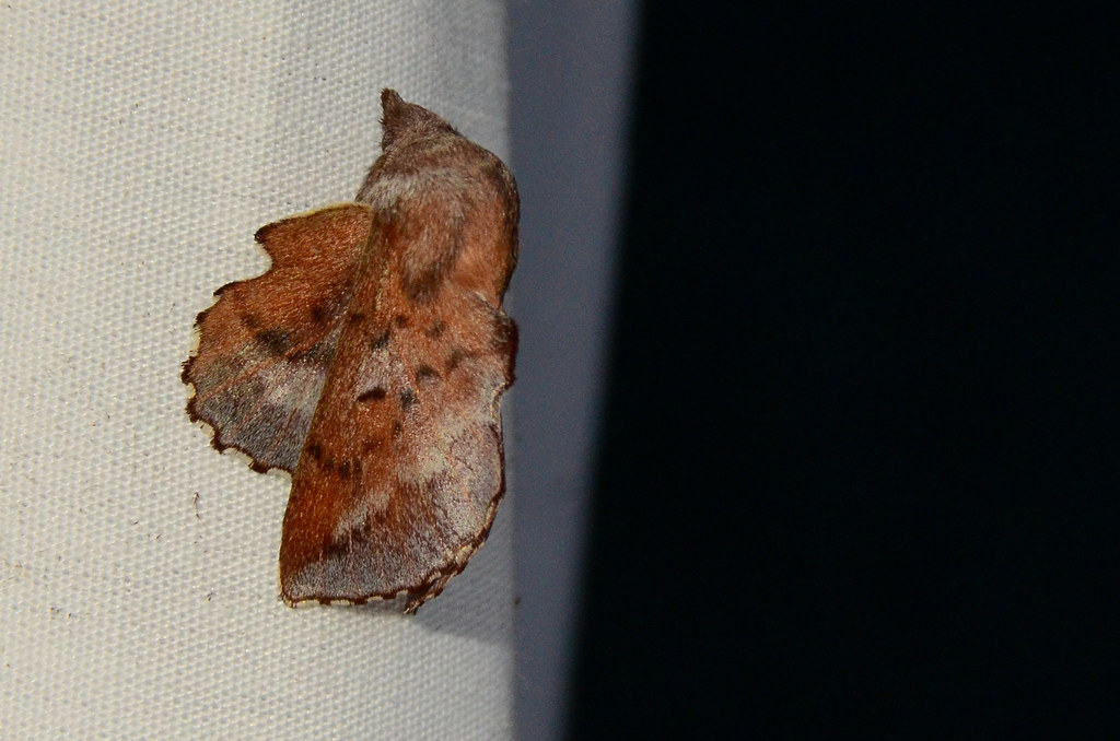 7687 Phyllodesma americana Lappet Moth Hunters Bay Moths Flickr
