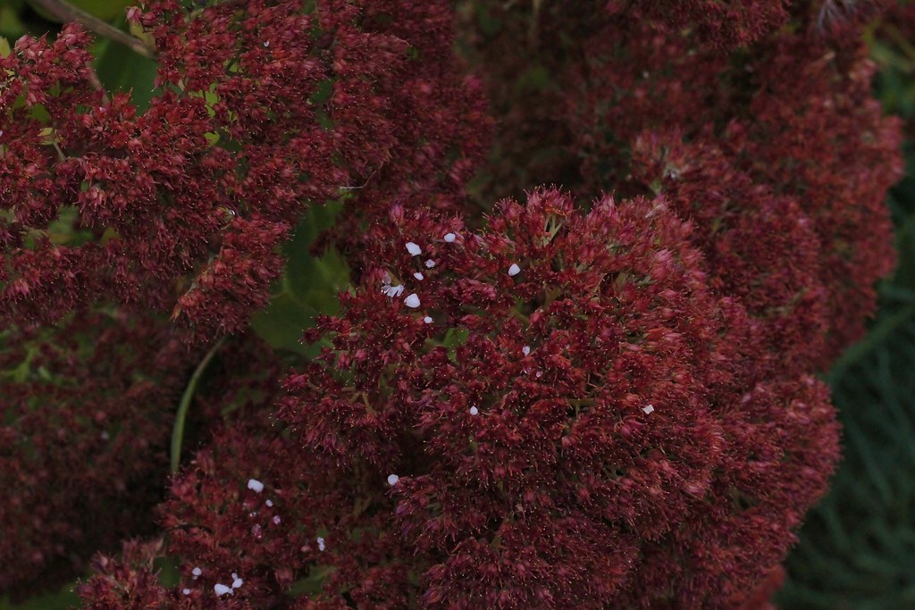 Sedum With Bits of Frost (Crassulaceae sedum) Transplant f… Flickr