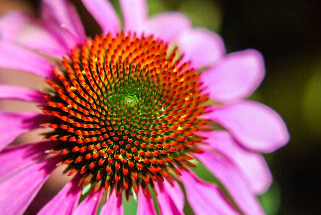 headache I have no idea what this flower is called sheepphotography017 Flickr
