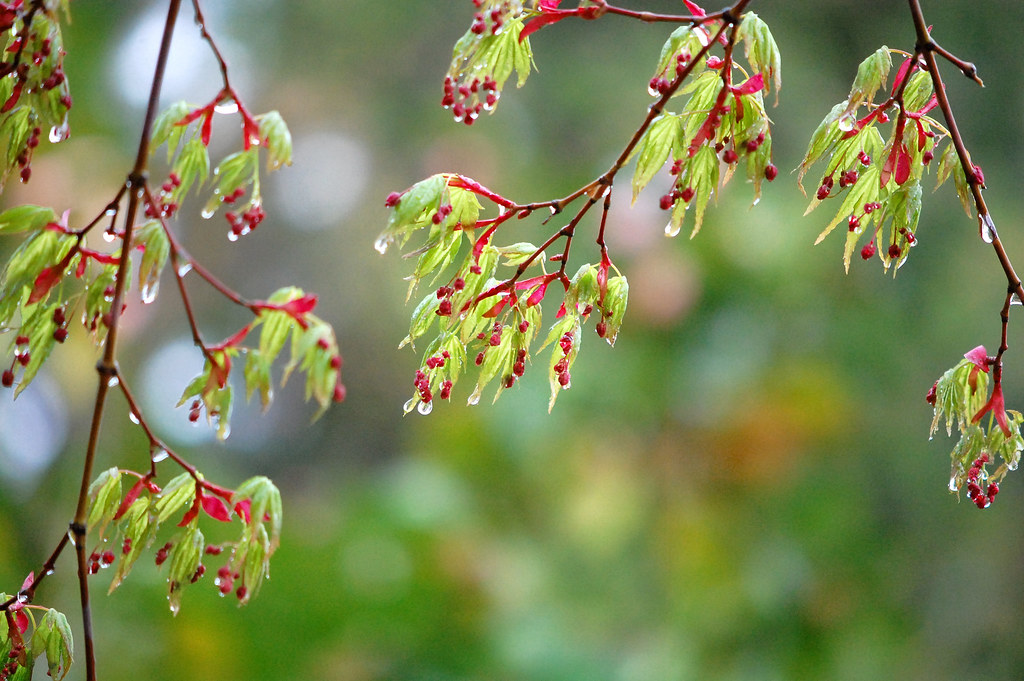もみじ蕾 Japanese maple (buds) 和名(Japanese name)：山紅葉 やまもみじ Yam… Flickr